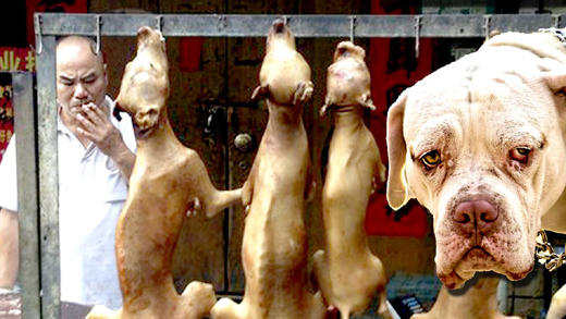 Dog meat festi...